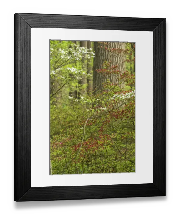 Framed Print : USA, Pennsylvania, Wayne, Chanticleer Garden Framed Print : USA, Pennsylvania, Wayne, Chanticleer Garden