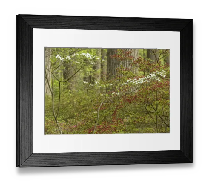 Framed Print : USA, Pennsylvania, Wayne, Chanticleer Garden Framed Print : USA, Pennsylvania, Wayne, Chanticleer Garden