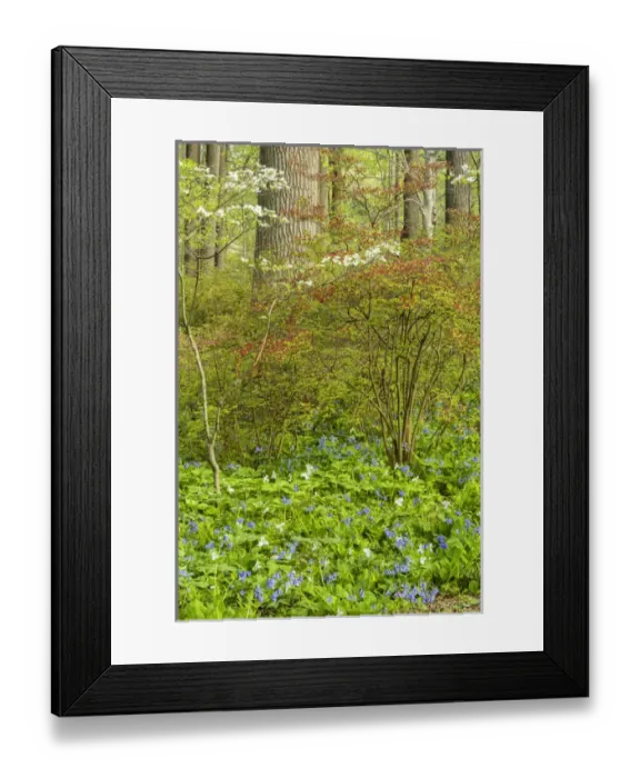 Framed Print : USA, Pennsylvania, Wayne, Chanticleer Garden Framed Print : USA, Pennsylvania, Wayne, Chanticleer Garden