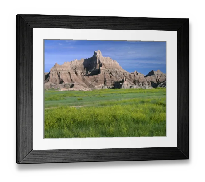 Framed Print : USA, South Dakota, Badlands National Park, North Unit, Yellow sweet clover blooms Framed Print : USA, South Dakota, Badlands National Park, North Unit, Yellow sweet clover blooms