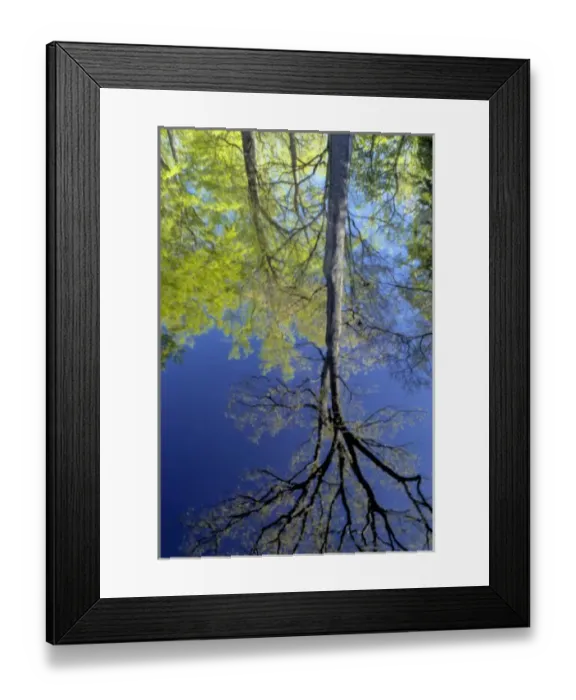 Framed Print : USA, Pennsylvania, Wayne, Chanticleer Garden Framed Print : USA, Pennsylvania, Wayne, Chanticleer Garden