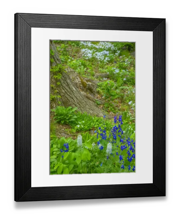 Framed Print : USA, Pennsylvania, Wayne, Chanticleer Garden Framed Print : USA, Pennsylvania, Wayne, Chanticleer Garden