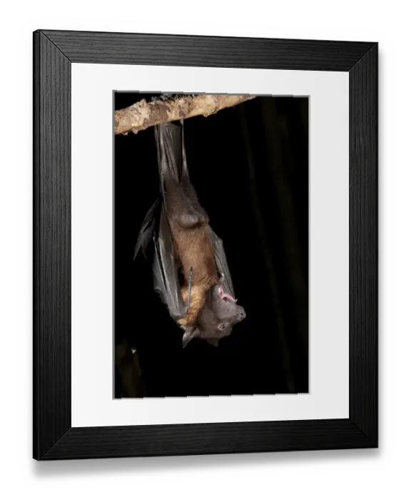 Framed Print : North America, USA, Pennsylvania, Hoothollow, Giant Fruit Bat, Pteropus giganteus, from India