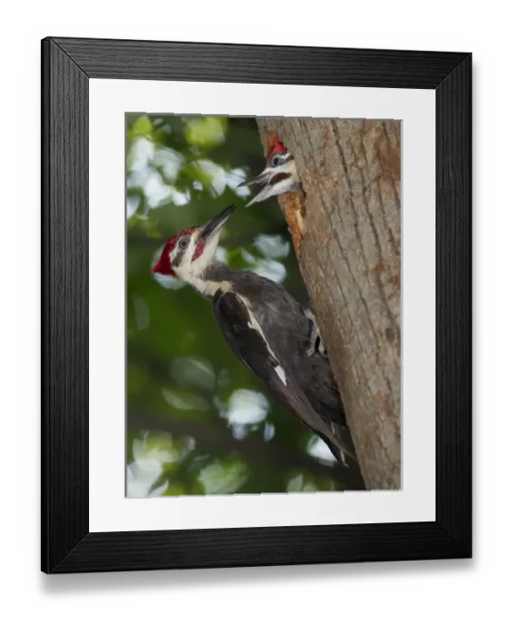 Framed Print : North America, USA, Central Pennsylvania Pileated Woodpecker, Dryocopus pileatus Framed Print : North America, USA, Central Pennsylvania Pileated Woodpecker, Dryocopus pileatus