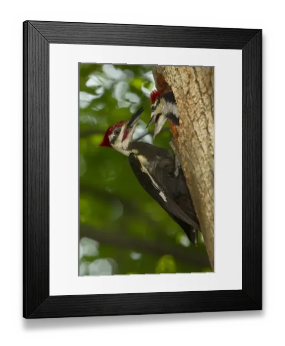 Framed Print : North America, USA, Central Pennsylvania Pileated Woodpecker, Dryocopus pileatus Framed Print : North America, USA, Central Pennsylvania Pileated Woodpecker, Dryocopus pileatus