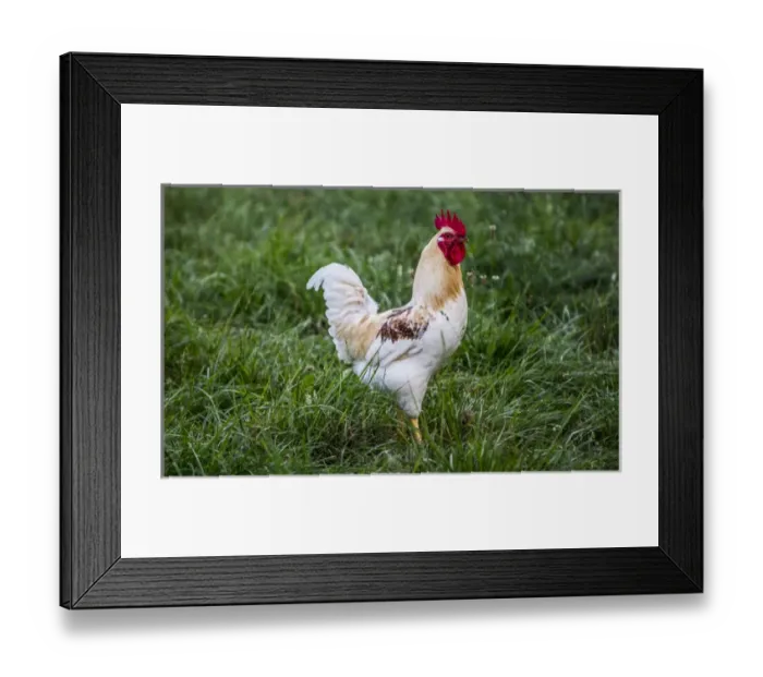 Framed Print : Lancaster County, Pennsylvania. Red Rooster, white with tan neck and speckled brown Framed Print : Lancaster County, Pennsylvania. Red Rooster, white with tan neck and speckled brown