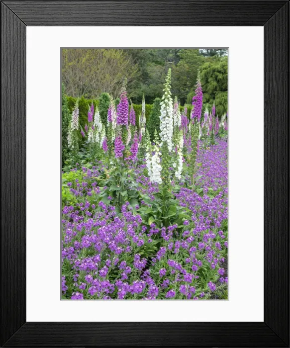 Framed Print : Longwood Gardens, spring flowers, Kennett Square, Pennsylvania, USA Framed Print : Longwood Gardens, spring flowers, Kennett Square, Pennsylvania, USA