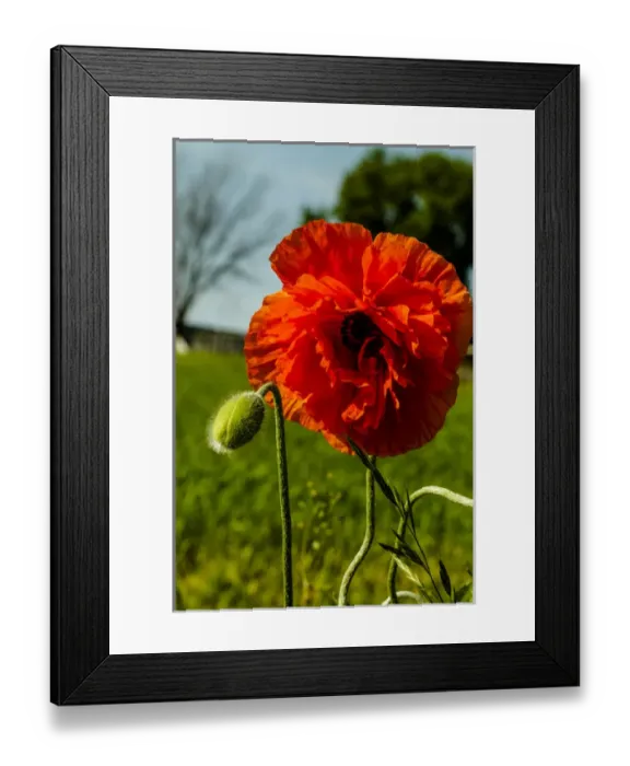 Framed Print : Lancaster County, Pennsylvania. Large, red poppy, a flower bud, and field of green grass Framed Print : Lancaster County, Pennsylvania. Large, red poppy, a flower bud, and field of green grass