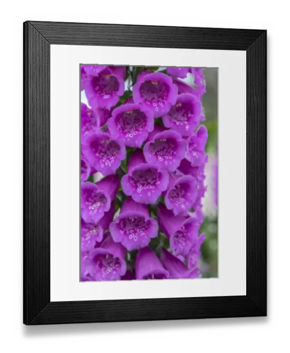 Framed Print : Foxglove, USA Framed Print : Foxglove, USA