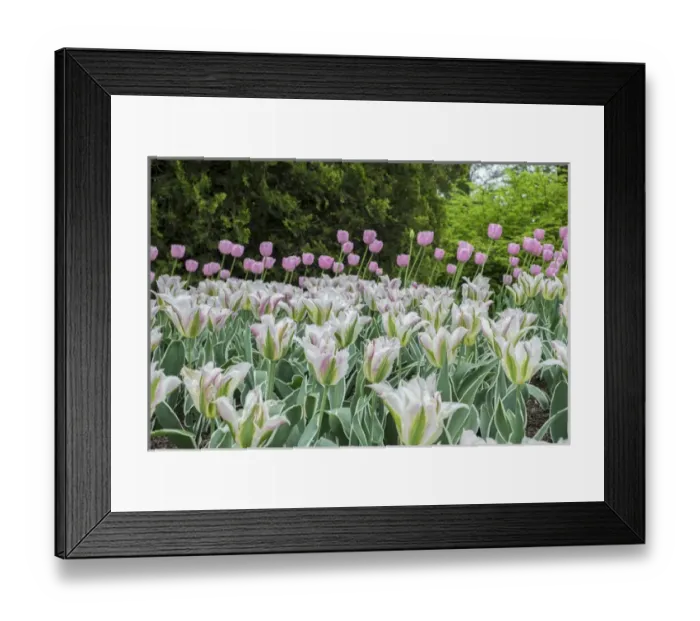 Framed Print : Longwood Gardens, spring flowers, Kennett Square, Pennsylvania, USA