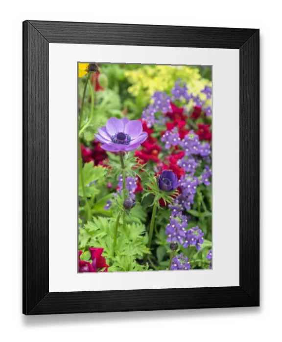 Framed Print : Poppy-Flowered Anemone, USA Framed Print : Poppy-Flowered Anemone, USA