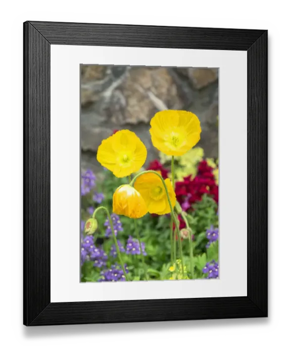 Framed Print : Longwood Gardens, Iceland Poppy, Kennett Square, Pennsylvania, USA
