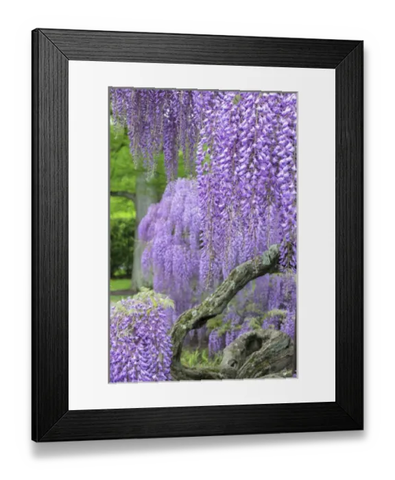 Framed Print : Japanese Wisteria, Longwood Gardens, Kennett Square, Pennsylvania, USA Framed Print : Japanese Wisteria, Longwood Gardens, Kennett Square, Pennsylvania, USA
