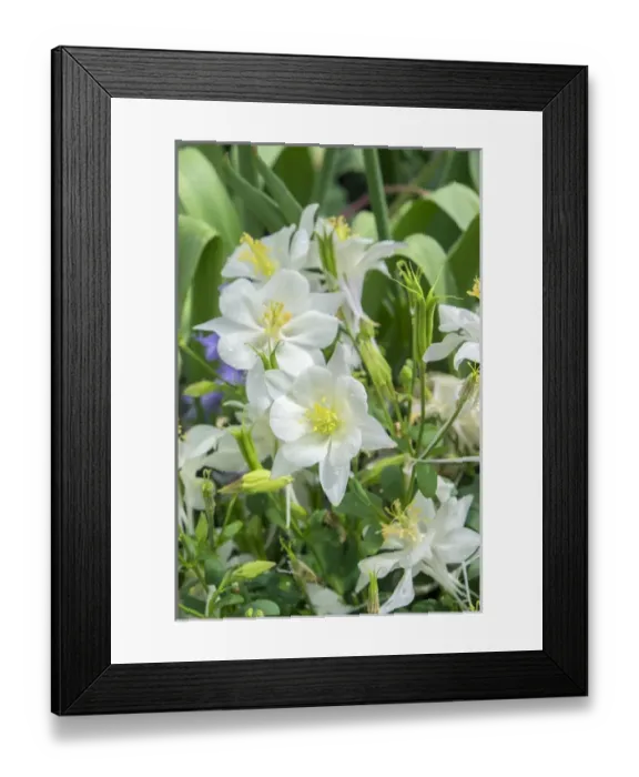 Framed Print : Columbine flowers, USA Framed Print : Columbine flowers, USA