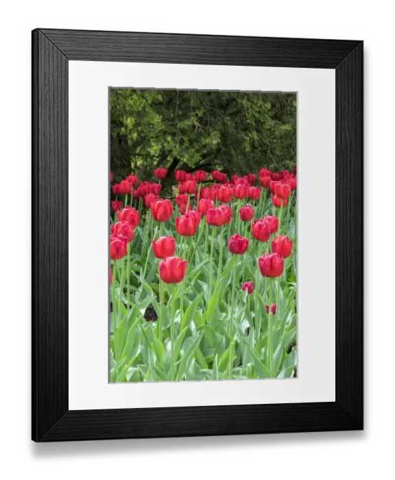 Framed Print : Red tulips, USA