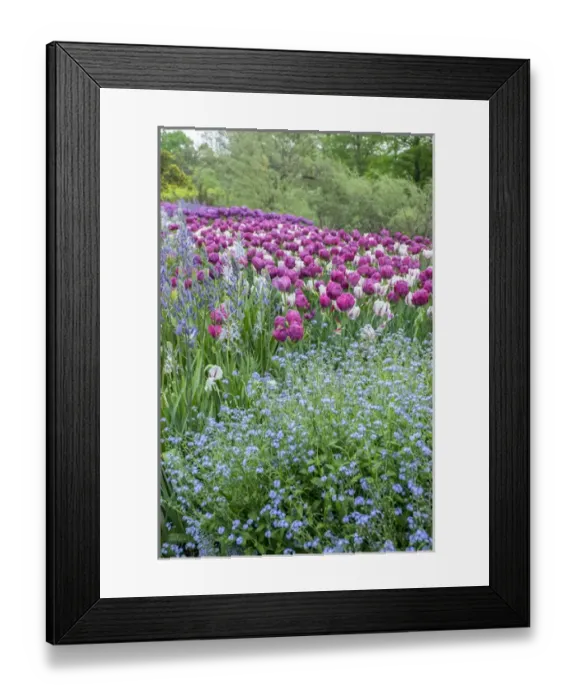 Framed Print : Longwood Gardens, spring flowers, Kennett Square, Pennsylvania, USA Framed Print : Longwood Gardens, spring flowers, Kennett Square, Pennsylvania, USA
