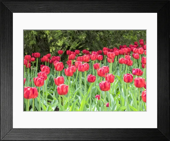 Framed Print : Red tulips, USA Framed Print : Red tulips, USA