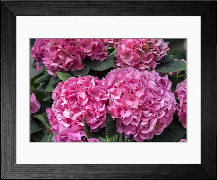 Framed Print : Pink Hydrangea, USA Framed Print : Pink Hydrangea, USA