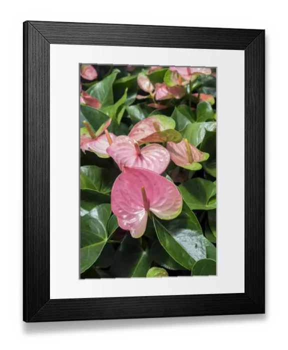 Framed Print : Anthurium, USA Framed Print : Anthurium, USA