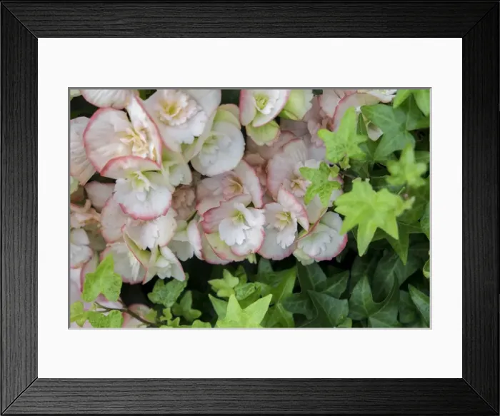 Framed Print : Begonia and ivy, USA