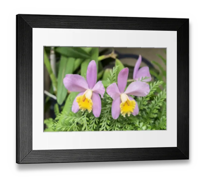 Framed Print : pink Orchid, USA