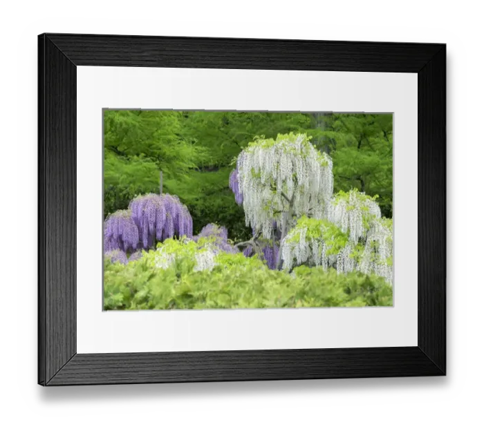 Framed Print : Japanese Wisteria, Longwood Gardens, Kennett Square, Pennslyvania, USA Framed Print : Japanese Wisteria, Longwood Gardens, Kennett Square, Pennslyvania, USA
