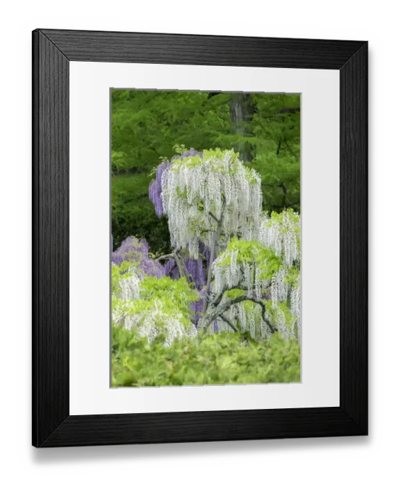 Framed Print : Japanese Wisteria, Longwood Gardens, Kennett Square, Pennslyvania, USA Framed Print : Japanese Wisteria, Longwood Gardens, Kennett Square, Pennslyvania, USA