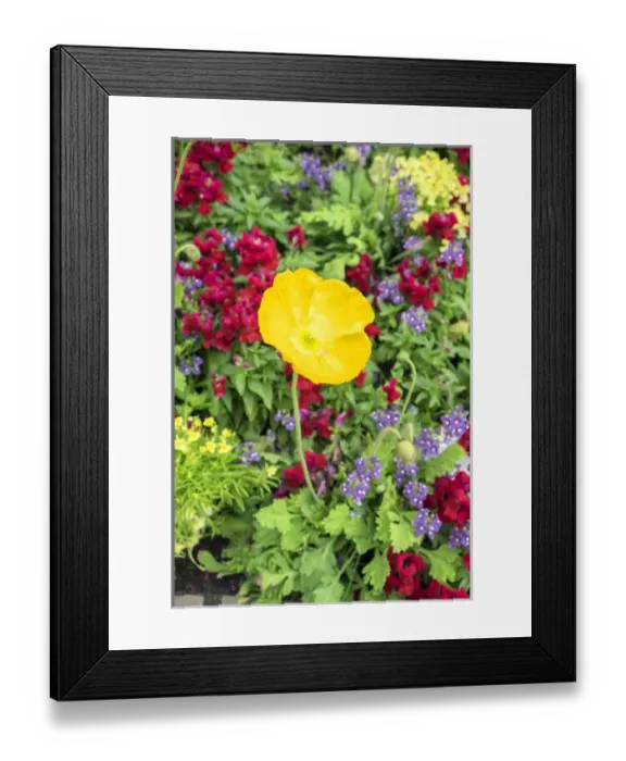 Framed Print : Longwood Gardens, Iceland Poppy, Kennett Square, Pennsylvania, USA Framed Print : Longwood Gardens, Iceland Poppy, Kennett Square, Pennsylvania, USA