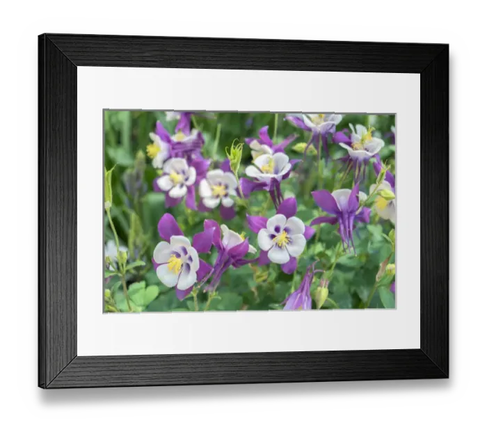 Framed Print : Columbine flowers, USA Framed Print : Columbine flowers, USA