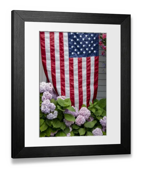 Framed Print : Rhode Island, Block Island. Hydrangeas with American flag Framed Print : Rhode Island, Block Island. Hydrangeas with American flag