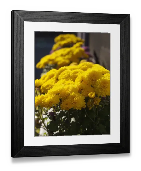 Framed Print : Yellow marigolds bask in sunlight. Providence, Rhode Island, USA Framed Print : Yellow marigolds bask in sunlight. Providence, Rhode Island, USA