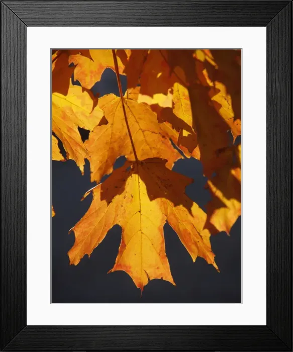 Framed Print : Autumn leaves glow orange and red in brilliant light Framed Print : Autumn leaves glow orange and red in brilliant light