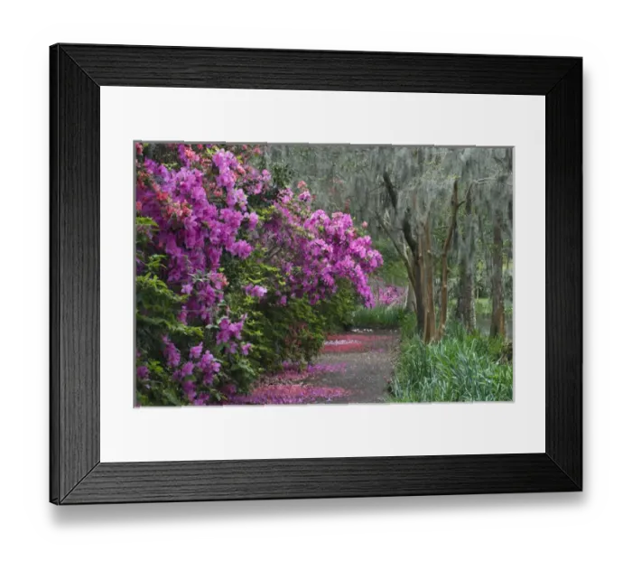 Framed Print : USA, South Carolina. Blooming azaleas on Middleton Plantation Framed Print : USA, South Carolina. Blooming azaleas on Middleton Plantation