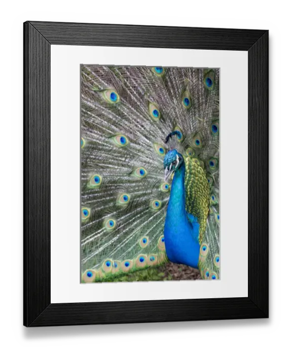 Framed Print : Male Peacock with fanned out tail, Middleton Place Plantation, South Carolina