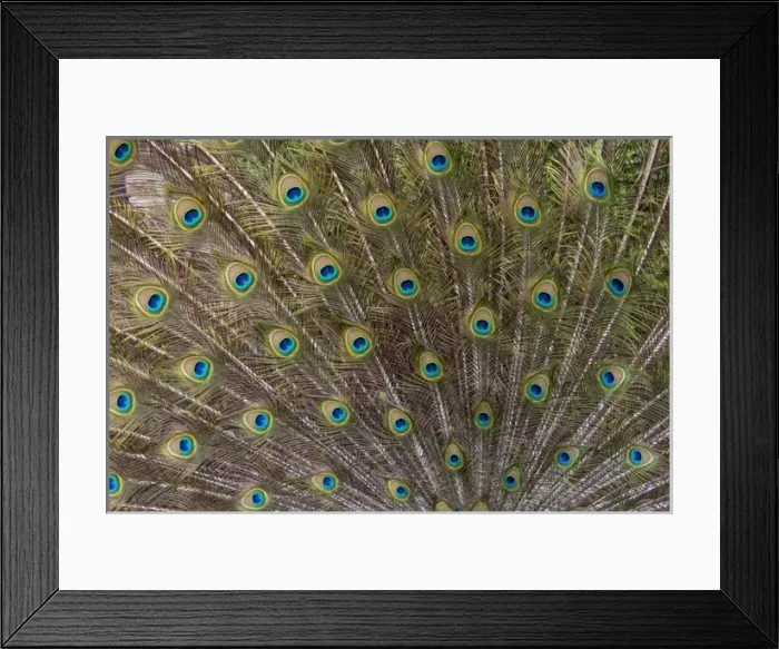 Framed Print : Male Peacock with fanned out tail, Middleton Place Plantation, South Carolina