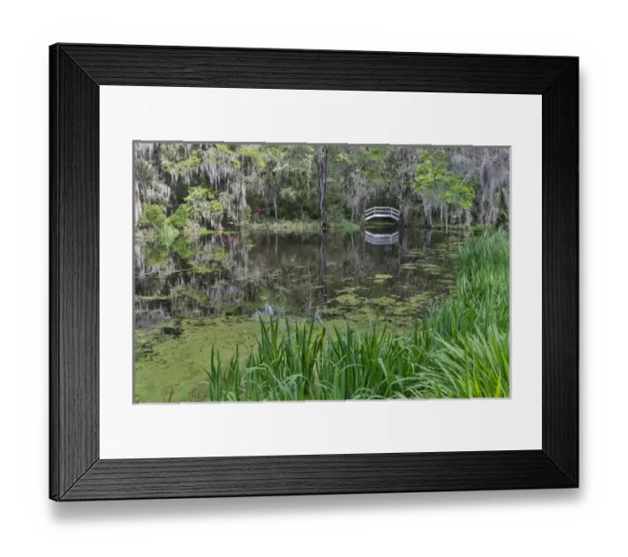 Framed Print : Springtime azelea blooming Magnolia Plantation, Charelston South Carolina, with white Framed Print : Springtime azelea blooming Magnolia Plantation, Charelston South Carolina, with white