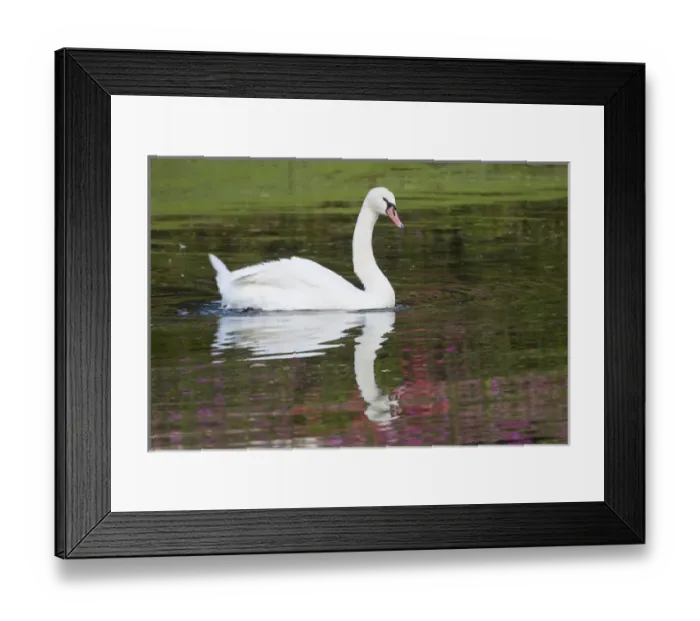 Framed Print : Mute Swan in small pond reflection springtime Middleton Place Plantation, South Carolina Framed Print : Mute Swan in small pond reflection springtime Middleton Place Plantation, South Carolina