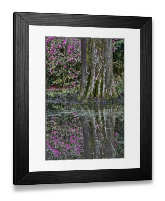 Framed Print : Springtime azelea blooming Magnolia Plantation, Charelston South Carolina