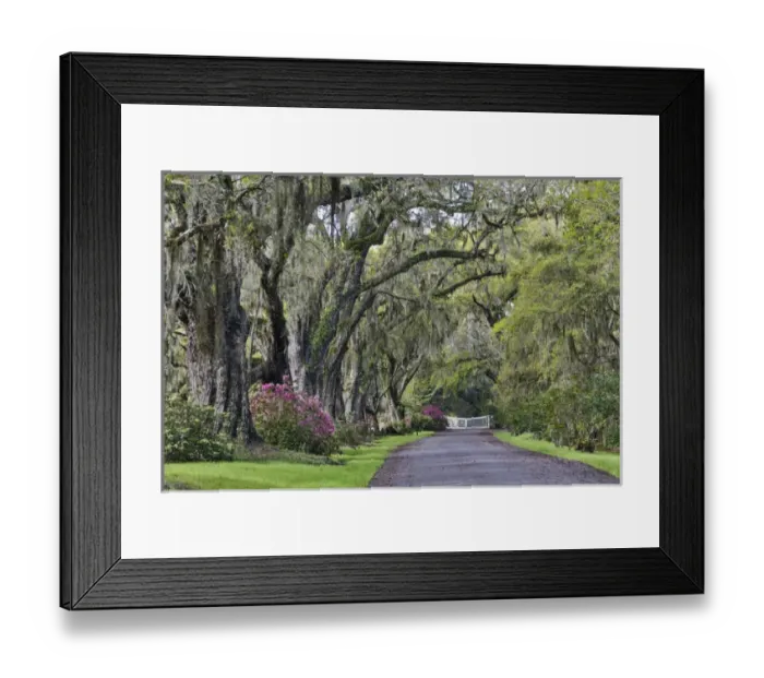 Framed Print : Oak lane Springtime azelea blooming Magnolia Plantation, Charelston South Carolina