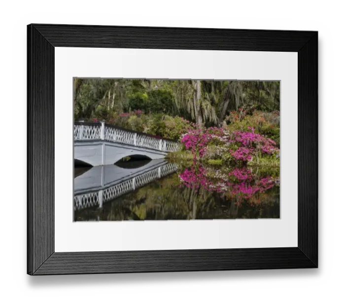 Framed Print : Bridge crossing pond Springtime azelea blooming Magnolia Plantation, Charelston South