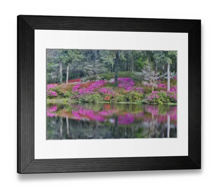 Framed Print : Azeleas in full bloom reflected in calm pond Middleton Place, Charleston South Carolina Framed Print : Azeleas in full bloom reflected in calm pond Middleton Place, Charleston South Carolina