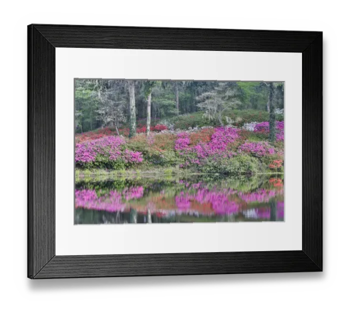 Framed Print : Azeleas in full bloom reflected in calm pond Middleton Place, Charleston South Carolina Framed Print : Azeleas in full bloom reflected in calm pond Middleton Place, Charleston South Carolina