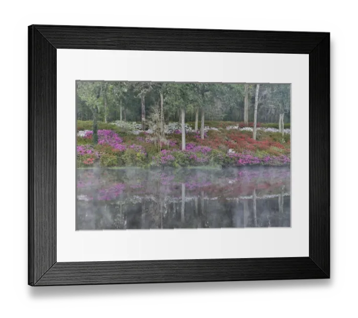 Framed Print : Azeleas in full bloom reflected in calm pond Middleton Place, Charleston South Carolina Framed Print : Azeleas in full bloom reflected in calm pond Middleton Place, Charleston South Carolina