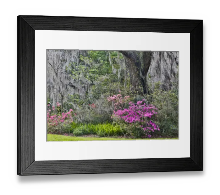 Framed Print : Springtime azelea blooming Magnolia Plantation, Charelston South Carolina Framed Print : Springtime azelea blooming Magnolia Plantation, Charelston South Carolina