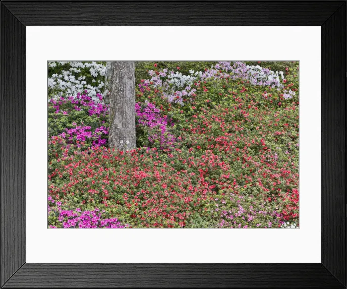 Framed Print : Azeleas in full bloom Middleton Place, Charleston South Carolina