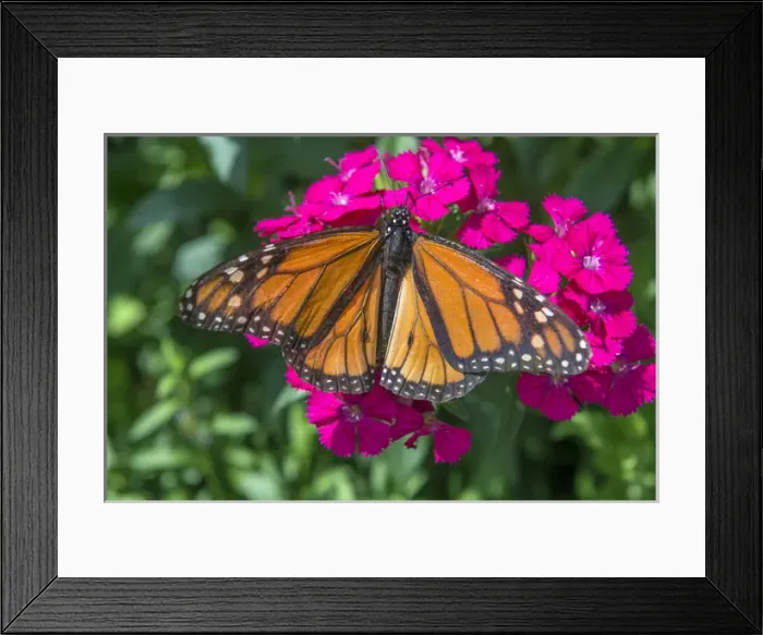 Framed Print : Monarch butterfly, pink Dianthus, garden, USA Framed Print : Monarch butterfly, pink Dianthus, garden, USA