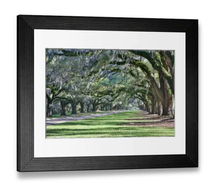 Framed Print : United States, North Carolina, Charleston, Trees Forming Canopy over Drive at Boone Hall