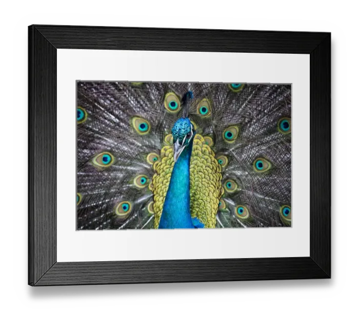 Framed Print : USA, South Carolina, Charleston, The Inn at Middleton Place, Peacock Framed Print : USA, South Carolina, Charleston, The Inn at Middleton Place, Peacock