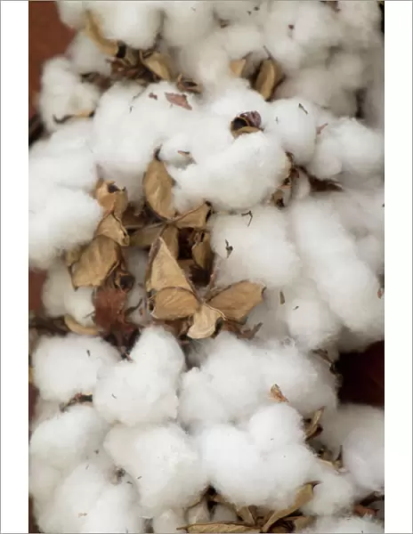 Charleston, South Carolina. USA Raw cotton