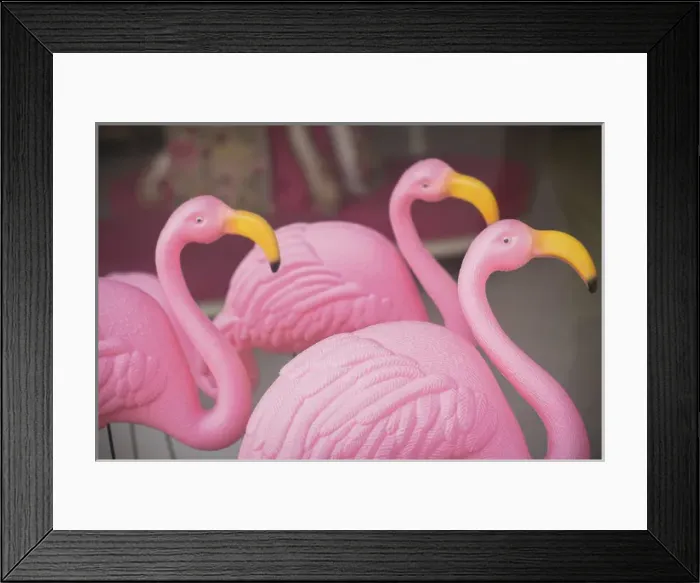 Framed Print : Plastic pink flamingos, Charleston, South Carolina. USA Framed Print : Plastic pink flamingos, Charleston, South Carolina. USA